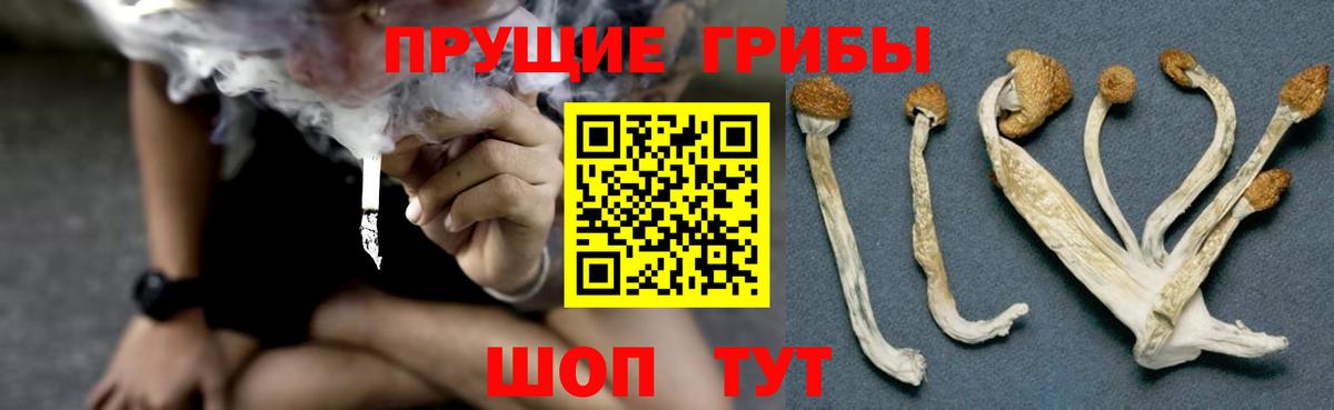 Чапаевск  Галлюциногенные грибы прущие грибы  Вход с VPN 